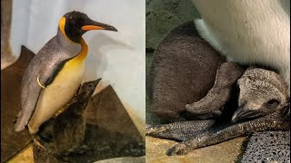 Meet the Montreal biodôme's new baby penguin