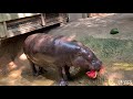 Pygmy Hippo Penelope and Kindia Enjoy Watermelon