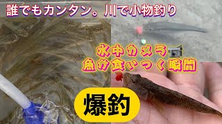 水中カメラ。川で魚が釣れる瞬間（携帯で撮影）