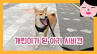 시바견 강아지 성장일기 심멎주의 개린이 일상 happy shiba inu puppy