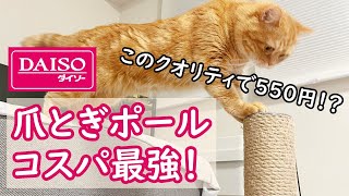 【猫！歓喜！】ダイソーの爪とぎポールがコスパ最強で猫も満足そう