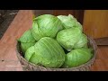 harvesting big cabbage goes to market sell cook food for pigs take care animals nhất new life