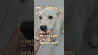 #안락사 확정 #유기견 #유기견이 낳은유기견  누가 가족이 되어주시겠습니까..