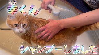 保護した猫をシャンプーをしてみた！【Cat shampoo】