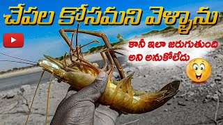 #fishing | Giant freshwater prawn catching | #river | #fish  | #prawns | #telugu amazing fishing |