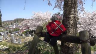 ４Ｋ 2017年桜　法蔵寺でお花見　 おのくん桜紀行　福島県三春町　４月24日撮影　C0036