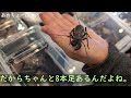 【ヘビだけじゃない！】ニューヨークの爬虫類ショーが、凄すぎた！第2弾。激レア種 ナンブシシバナヘビ、カメ多数！