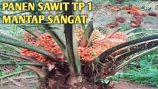 Panen sawit bibit unggul