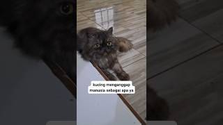 Para Babu kucing dengerin nih #kucinganabul #kucing #anabullucu #kucingkucu #catlover