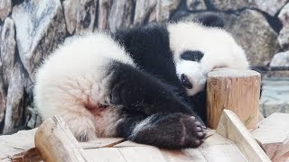 彩浜スペシャル🐼 彩浜生後8か月🐼 屋内に移動してもふもふ可愛い寝顔の彩浜🐼 2019年4月撮影