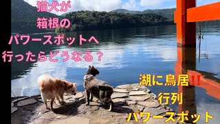 [猫犬も箱根の行列が出来るパワースポットでパワー全開⁉️]箱根神社と九頭龍神社を参拝#ペット #箱根#パワースポット