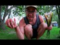 best way to eat cattails foraging midwest wild edible plants