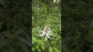 MISAI KUCING/CAT'S WHISKERS/JAVA TEA(Orthosiphon Aristatus) #shorts #kucing #flowers #plants #nature