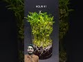 Mung Beans-Time Lapse..#garden #trending #shorts