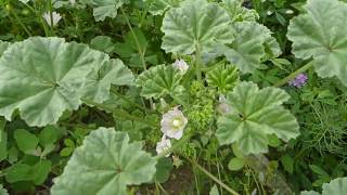 Identifying Common Mallow