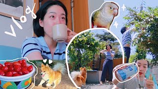 #204 English Vlog I 시골 일상 I 이불 빨래 I 카페 나들이 I 보리수 청 I 무알콜 맥주 I 존맛 연어스테이크 I 김갈릭