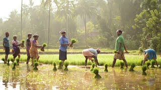 Beautiful view of paddy cultivation at Dakshina Kannada | ನೇಜಿ ನೆಡುವ ಸುಂದರ ದೃಶ್ಯಗಳು