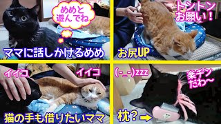 ＜2匹の猫通信＞「ほっこりライブ」めめちゃんとマックが同時に甘えモードに！猫の手も借りたいママなのさ！2020 10 14 Cat Live Stream in Japan - Cat Life TV