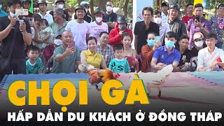 Chọi gà, chọi chim đầu năm hấp dẫn du khách ở Đồng Tháp