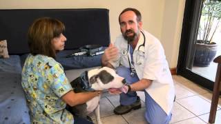 The Comprehensive Physical Exam for your dog - Sabal Chase Animal Clinic