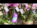 Orchids for $12.99 this is cheapest ever in Albertsons