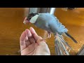 水浴びかと思って文鳥に水かけたらドン引きされた　java sparrow