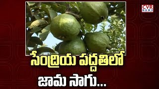 సేంద్రియ పద్ధతిలో జామ సాగు :  Success Story of Nalgonda Farmer Success in Taiwan Guava Cultivation