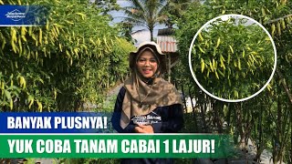 KELEBIHAN SISTEM TANAM CABAI 1 BEDENGAN 1 LAJUR