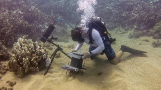 San Diego Scientists Take Coral Reef Close-Ups With New Underwater Microscope