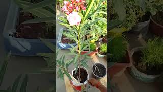 Oleander plant care .Tips for more blooming.