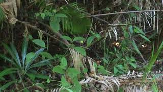 アスパシアアサギマダラ / Parantica aspasia　マレーシア・ダタイ地区　2016/02/28 butterfly of Malaysia, Langkawi