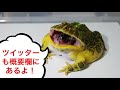 カマキリに魚肉ソーセージを見せたら…