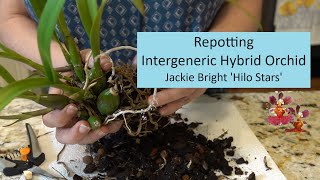 Repotting Orchid Jackie Bright 'Hilo Stars' | Intergeneric Hybrid Gets New Home in Coco Fiber Basket