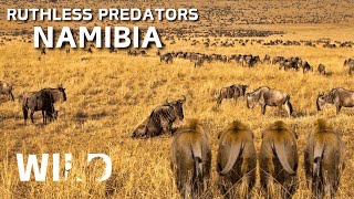 WILD NAMIBIA | King of Africa's Fiercest Hunters | Animal Documentary