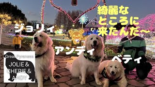 No.20250113　イルミネーションへ　#dog #greatpyrenees #超大型犬 #茨城 #いぬ #わんこ #犬 #グレートピレニーズ