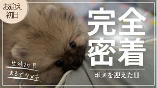 【初投稿】まるで狸！？子犬ポメをお迎えしました！【生後60日】