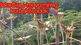 Leka Biau maya Naggga Bukit Sadok // Bukit Sadok ulu layar Betong