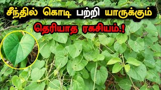 சீந்தில் கொடி பற்றி யாருக்கும் தெரியாத ரகசியம் | Seenthil Kodi Plant Uses | #hbs #healthtips