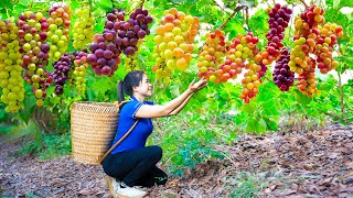 Harvesting Grapes \u0026 Goes To Market Sell | Gardening And Cooking | Lý Tiểu Vân