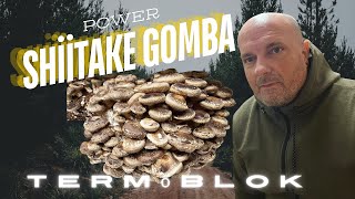 Shiitake gomba termőtalaj, termőblokk készítése és kezelése