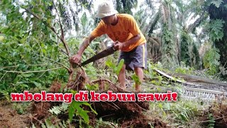 Eksekusi bahan beringin di tengah kebun sawit!!!!