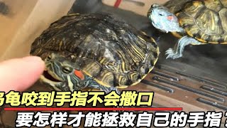 一旦手指被乌龟咬住！死咬不放怎么办？教你2招让乌龟服软