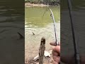 Relaxing trapping fishing movie, Catch RIVER Giant fishing Asian fishing best fishing technique fish