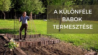 Borbás Marcsi: Kertem - A különféle babok termesztése (8. rész)