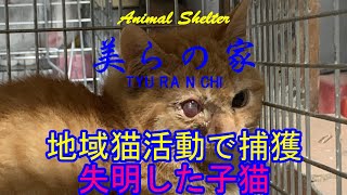 失明した子猫！地域猫活動（TNR）で捕獲、避妊去勢手術！美らの家