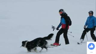 Hund stoppt zwei Skifahrer, um einige sehr wichtige Hilfe zu erhalten