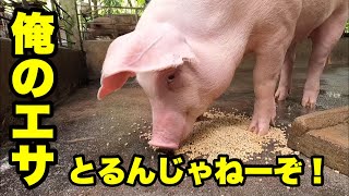 【Gaze pig】Buy food at a small shop in the village