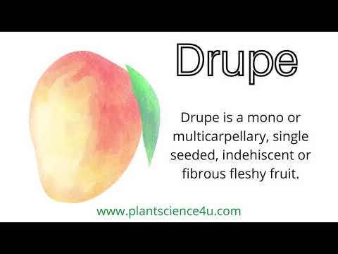 What are Pomes and drupes?