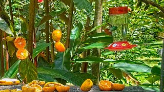 Rufous-tailed Hummingbirds Vie For Nectar On The Panama Fruit Feeder – April 6, 2022