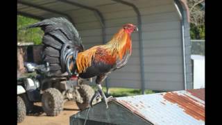 Black Mcrae Gamefowl